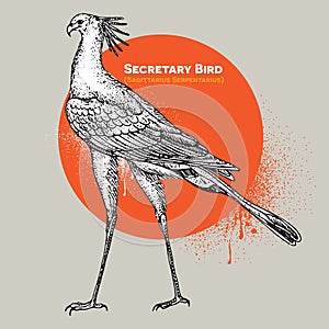 Vintage vector engraving of a single secretary bird photo