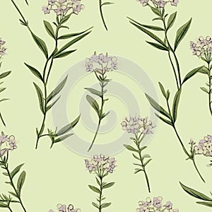 Vintage Verbena Background: Delicate Lavender Floral Studies