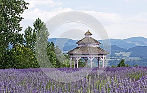 Vintage Victorian Gazebo in Lavender Flowers