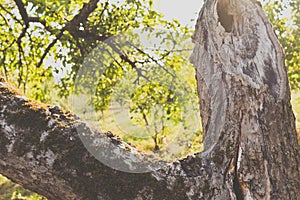 Vintage view of a large hole inside a walnut tree trunk with moss on a branch and tree garden in the background on a sunny day