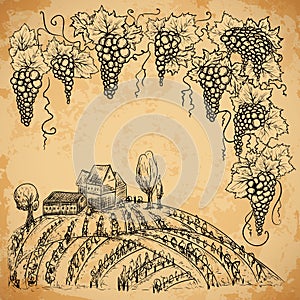 Vintage vineyard and grape on aged paper background. Isolated elements.