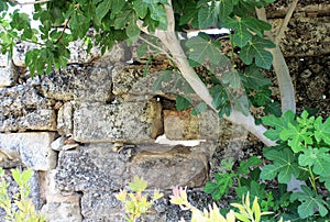 Vintage wallpaper/ vinegar leaves above encient walls