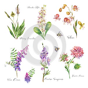 Vintage watercolor set of summer purple meadow wildflowers