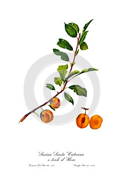 Vintage watercolour branch of apricot drawing art.