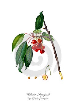 Vintage watercolour branch of cherry drawing art.