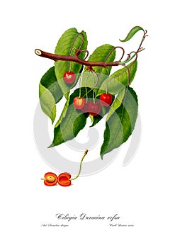 Vintage watercolour branch of Cherry drawing art.
