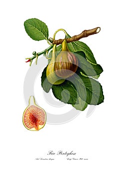 Vintage watercolour branch of figs drawing art.