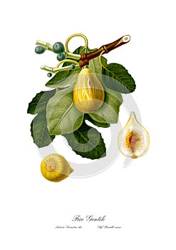 Vintage watercolour branch of figs drawing art.