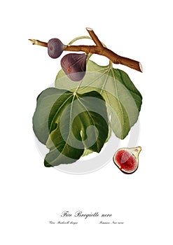 Vintage watercolour branch of figs drawing art.