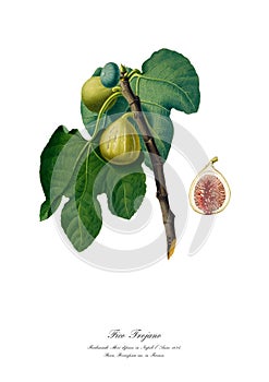 Vintage watercolour branch of figs drawing art.