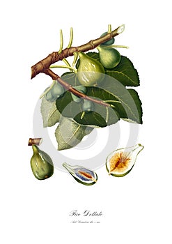 Vintage watercolour branch of figs drawing art.