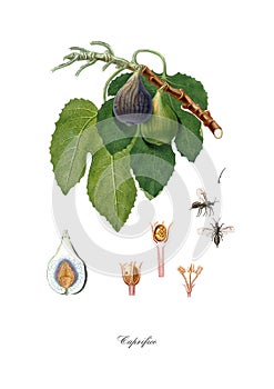 Vintage watercolour branch of figs with insect drawing art.