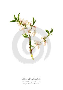 Vintage watercolour branch with flower of almond tree drawing art.