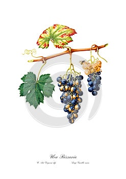 Vintage watercolour branch of grape drawing art.