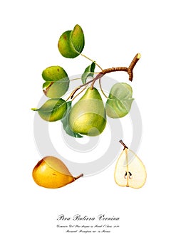 Vintage watercolour branch of pear drawing art.