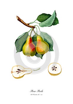 Vintage watercolour pear drawing art.