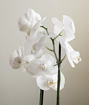 Vintage white orchids. Retro white orchids