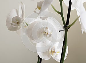 Vintage white orchids. Retro white orchids