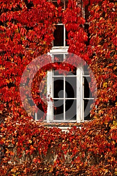 Vintage white window and red leaves