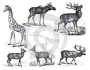 Vintage wildlife collection with giraffe, moschus moschiferus, cervus capreolus, deer, moose, wild animals. illustration of wildli