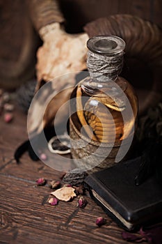 Vintage witchcraft still life with snake cobra and skull.