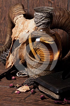 Vintage witchcraft still life with snake cobra and skull.