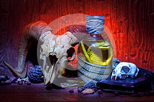Vintage witchcraft still life with snake cobra and skulls.