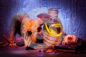 Vintage witchcraft still life with snake cobra and skulls.