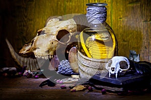 Vintage witchcraft still life with snake cobra and skulls.