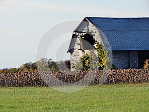 Vintage wood barn in field of ready to harvest sunflower plants