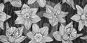 Vintage woodcut white daffodil flower silhouettes on black pinstripes background seamless pattern