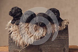 Vintage wooden box holding inside four small labrador retriever dogs