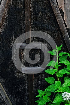 Old wooden door with lichen and moss and a small frame - vertical background texture with green plant in front.