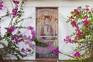 Vintage wooden door framed by climbing flowers/bougainvillea trellis plant growing on the facade of a house