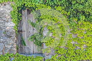 Vintage wooden gate with rustic metal hinges in an old stone wall coverd in green vines