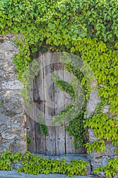 Vintage wooden gate with rustic metal hinges in an old stone wall coverd in green vines