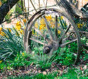 Vintage wooden wheel in the garden
