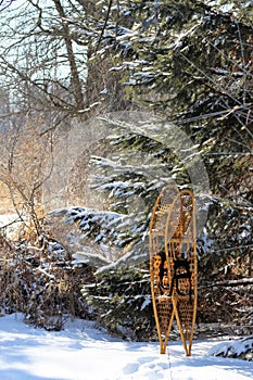 Vintage Wooden Yukon  Snowshoes in a  winter landscape near pine boughs