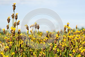 Vintage Xyris yellow flowers , Sky background