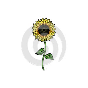 Vintage yellow blooming sunflower flowers concept on white background isolated. Wild summer exotic leaf wildflower vector