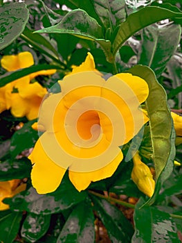 Vintage Yellow Sunshine Flower