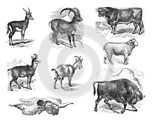 Vintage zoology or animal collection with bos taurus, ovis aris, bison, carpra ibex, capra hircus, antilope arabica, antilope rupi