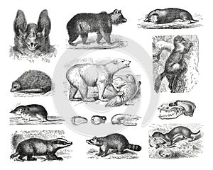 Vintage zoology or animal collection with phyllostoma spectrum, erinaceus europaeus, sorex vulgaris, meles taxus, ursus arctos, ur