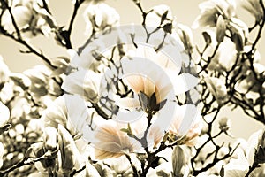 Vintaged Magnolias photo