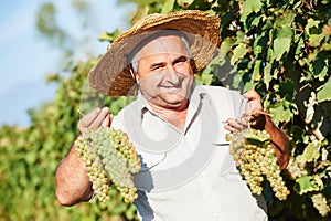 Vintager harvesting the grape