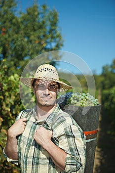 Vintager harvesting grapes