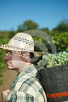 Vintager harvesting grapes