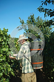 Vintager harvesting grapes