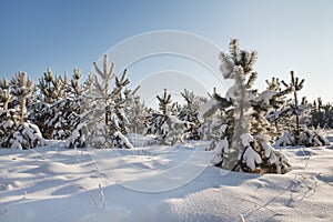 Vinter landscape