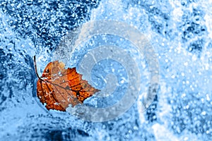 vinter monochrome blue ice texture background with frozen yellow leaf.